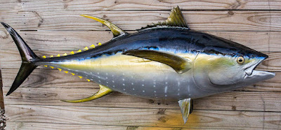 Bluefin vs Yellowfin Tuna Fresh Fish | Yellowfin Tuna Factory