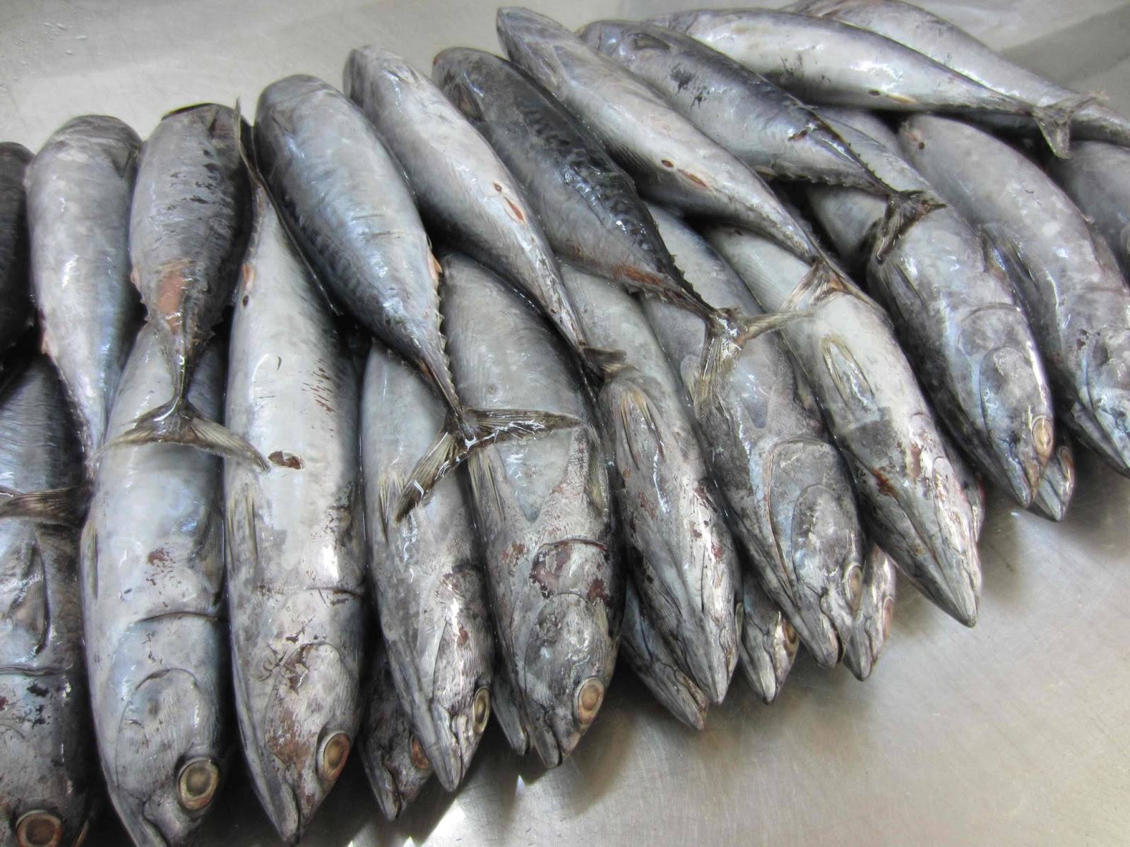 Butterworth Seafoods: FRIGATE TUNA - YEMEN ORIGIN