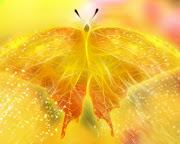 Yellow Butterfly Wallpaper (butterfly yellow wallpaper)