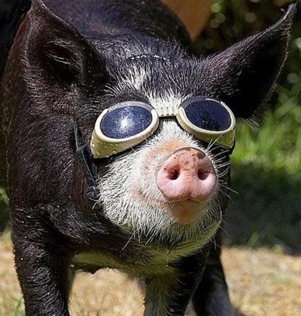 Pig Sayings Funny / Porky Pig Quotes. QuotesGram - Farrar Fricasecland