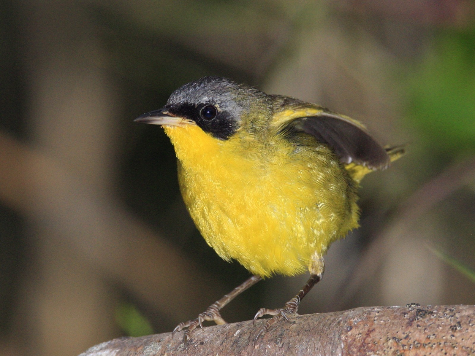 Aves que vi en Brasil