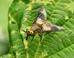 insect deer fly chrysops 2005 nemesis horseflies topsham