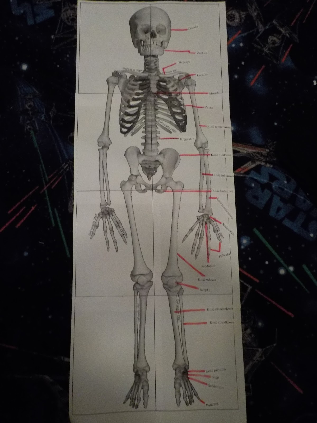 Na Rysunku Przedstawiono Jedną Z Kości Budujących Szkielet Człowieka Szkielet człowieka
