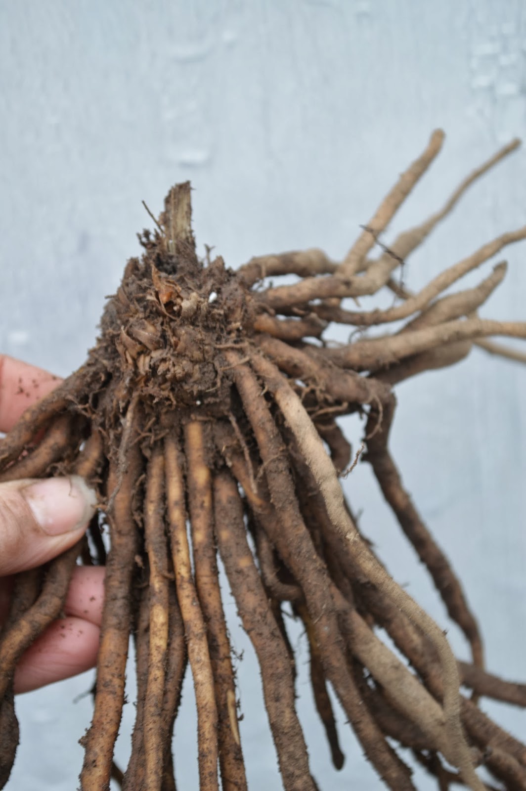 вокруг корень. схема посадка черешни весной. вокруг корень. яблоневая поросль. белые штучки на корнях растений.