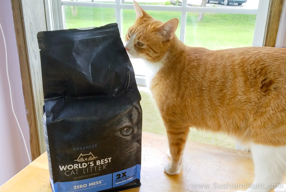 Sushi and Runt's Cat and Dog Blog ! Picky Cats Try World’s Best Cat