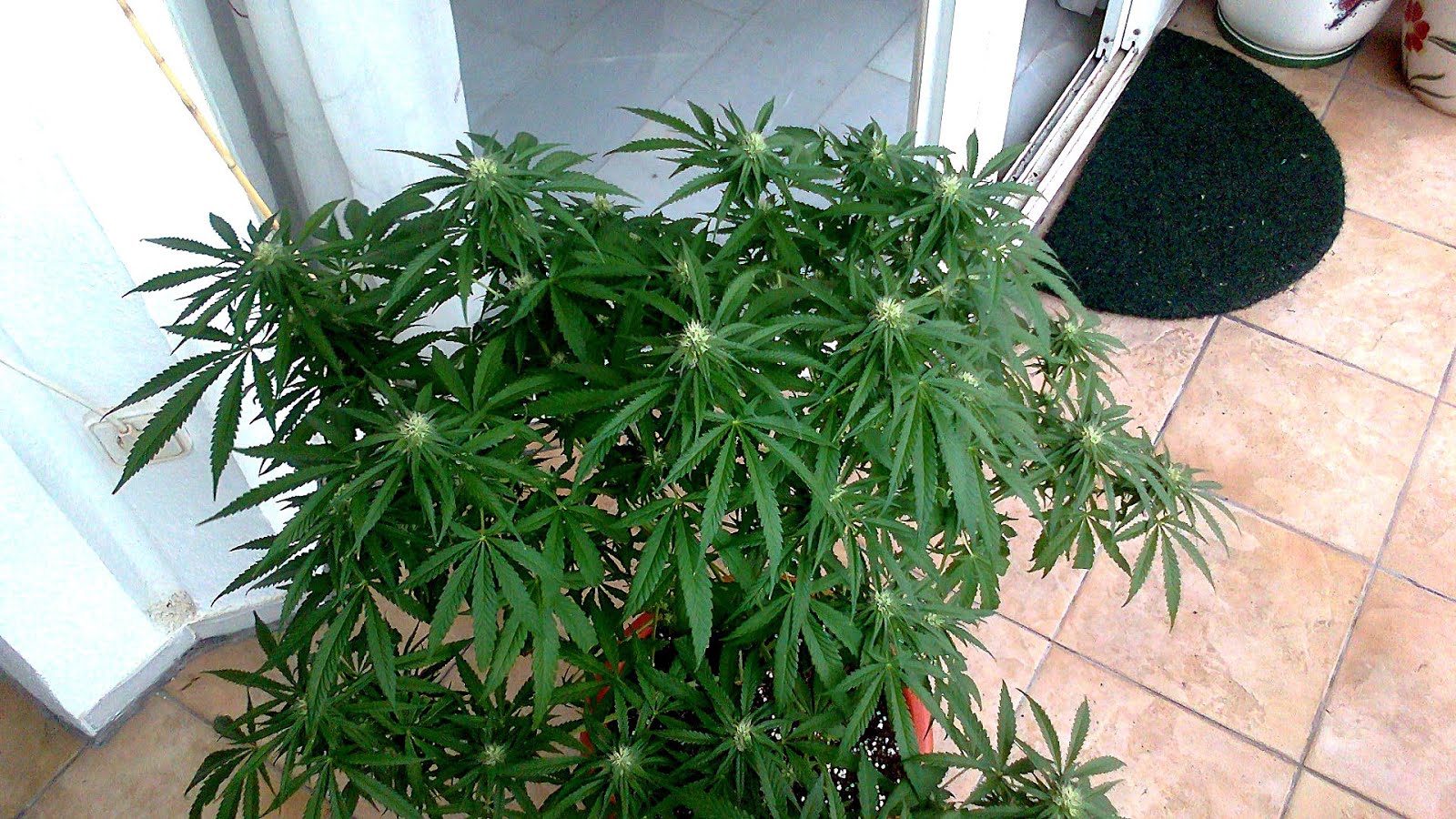 Purple Heart Tree Seeds Hear Choices