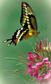 http://fineartamerica.com/featured/delicate-swallowtail-digiart-diaries-by-vicky-browning.html