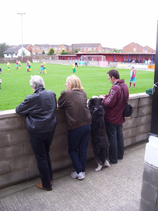 dog+watching+the+football.jpg