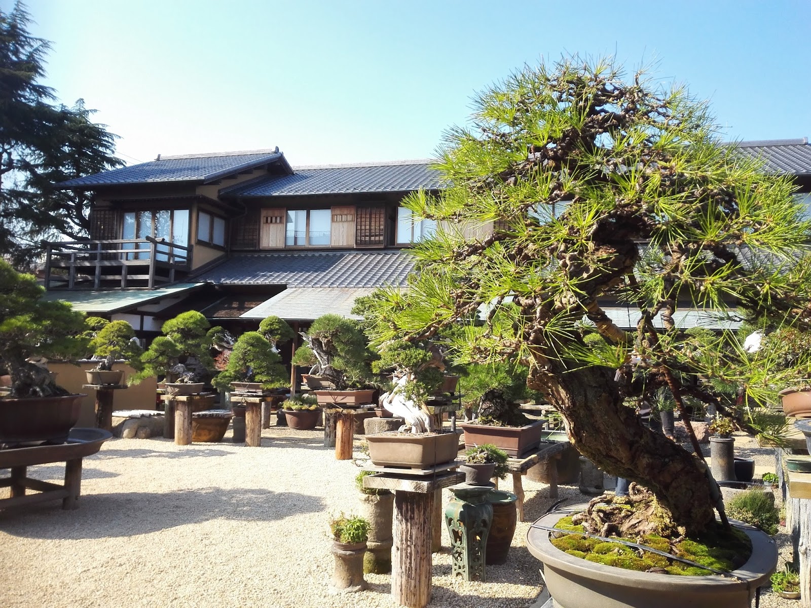 SHUNKAEN BONSAI MUSEUM