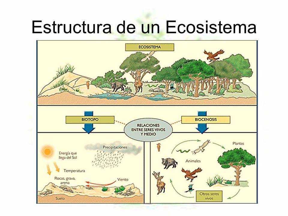 Los Ecosistemas Los Ecositemas