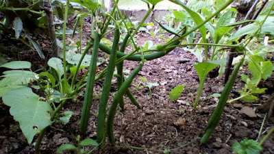 Dwarf french beans 80 Minute Allotment Green Fingered Blog