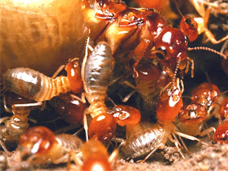 termites pictures