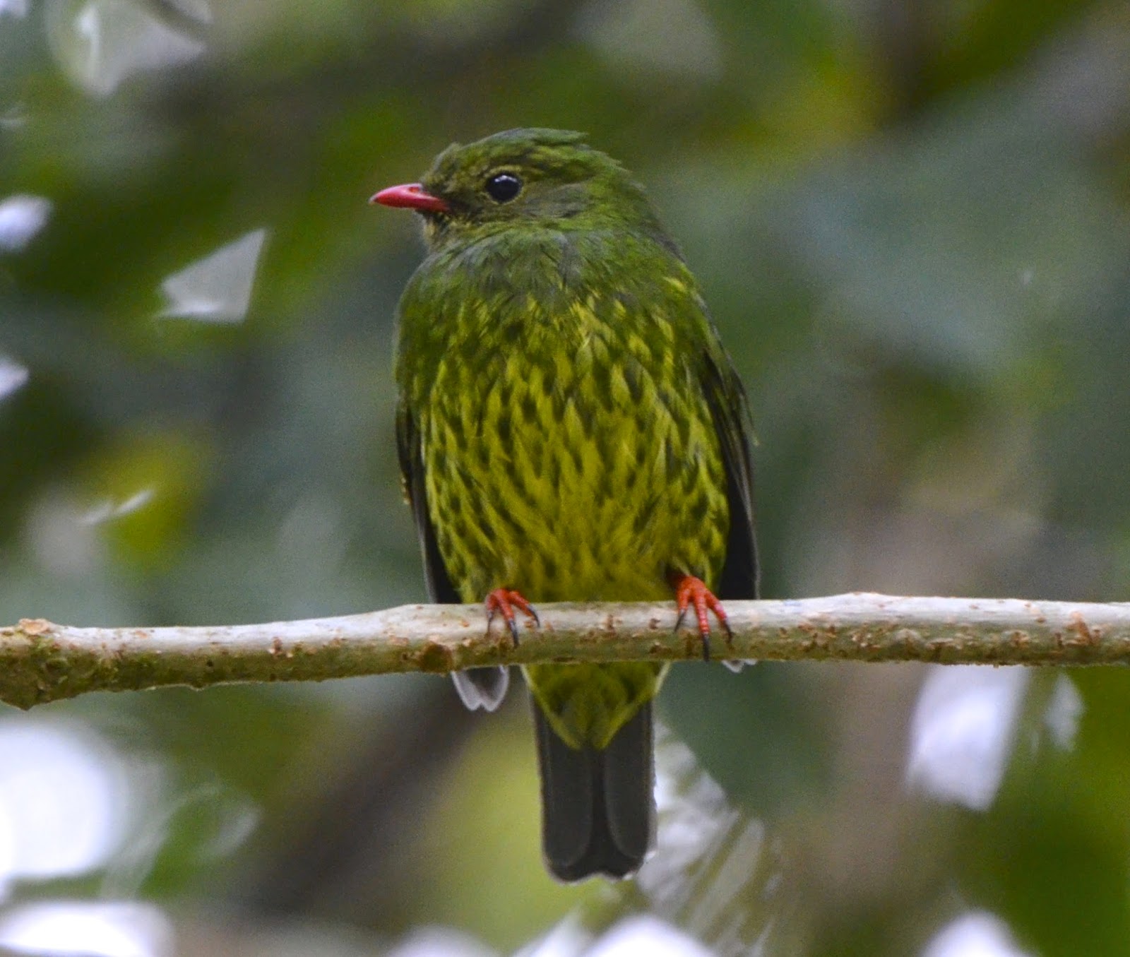 Green-and-Black Fruiteater Female, Pipreola riefferii