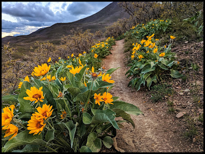 Yellow Arrowleaf Balsamroot Wild Flower Field up Dry Canyon Lindon, Utah in 360 Degrees