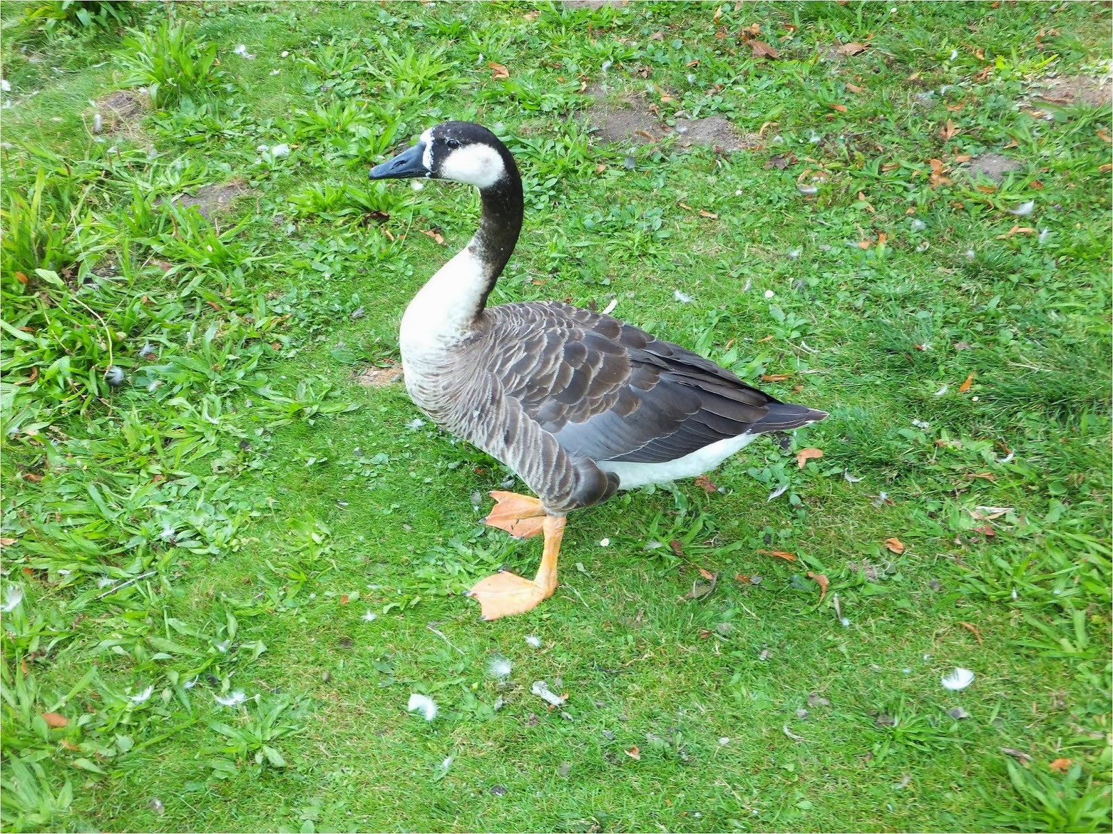 Bird Hybrids Swan Goose x Canada Goose