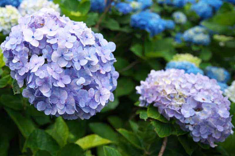 Hydrangea Heart Bloom Where Youre Planted Very Beautiful