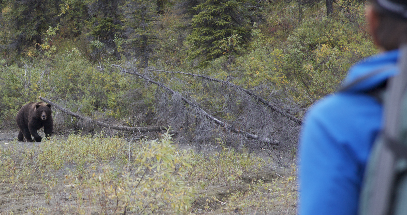 The Roaming Dials Skurka Grizzly Bear Encounter in Brooks Range