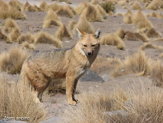 TURISMO EN POMACANCHI: RECURSOS NATURALES DEL DISTRITO DE POMACANCHI