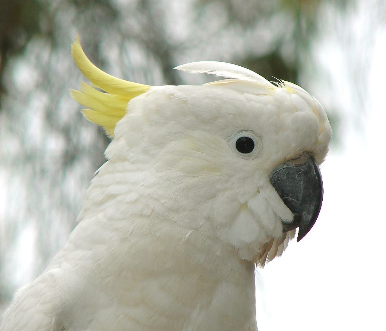 К чему снится попугай во сне. Желтоголовый Какаду. Попугай Какаду. Белый попугай Какаду. Желтохохлый Какаду.