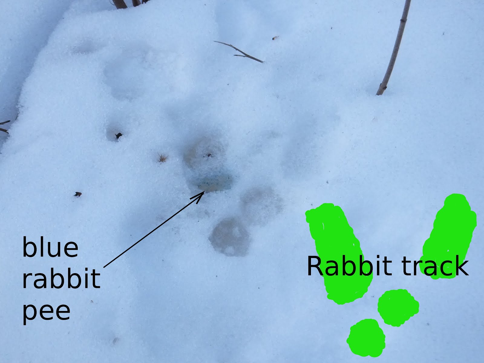 Roadside Field Notes: Where are the winter rabbits?