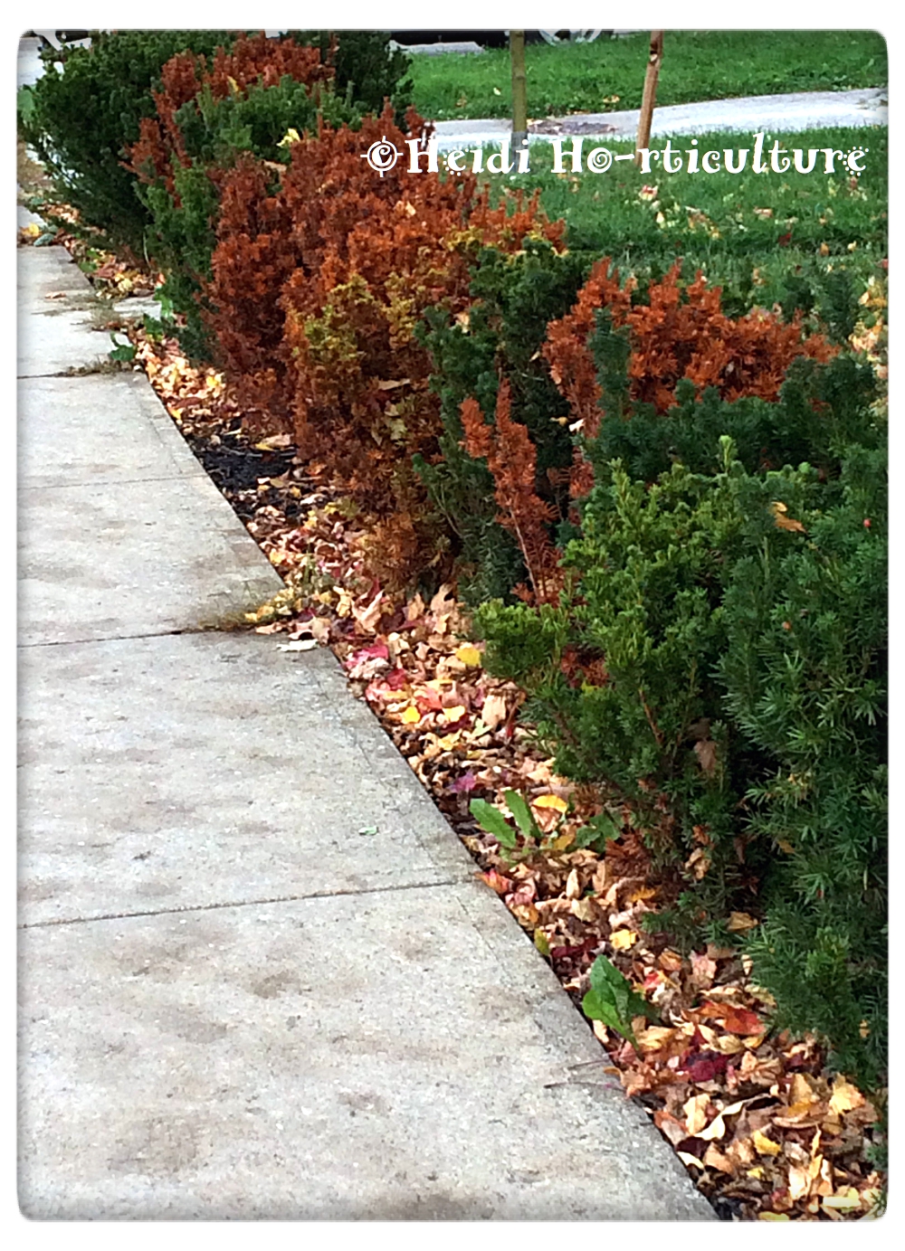 Heidi Horticulture Evergreen Hedges Gone Wrong