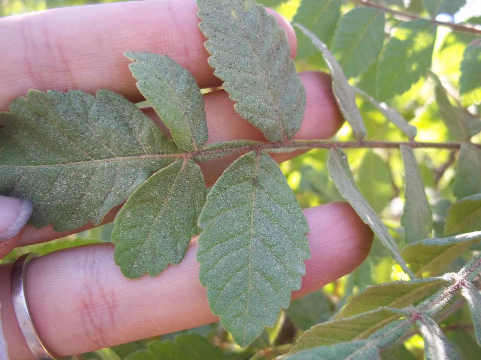 Foraging Sumac Edible Wild Plant Penniless Parenting