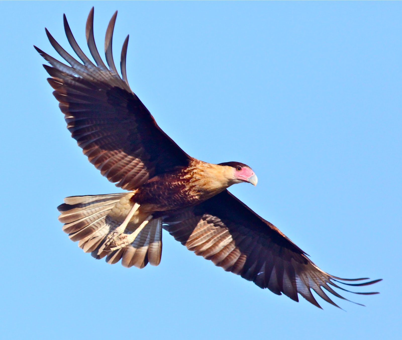 Birding Is Fun!: The Martin Refuge at the Rio Grande Valley Birding ...