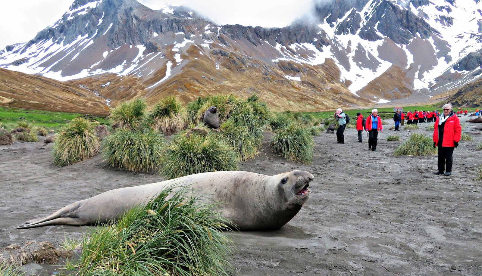 Bill's Excellent Adventures: South Georgia Island