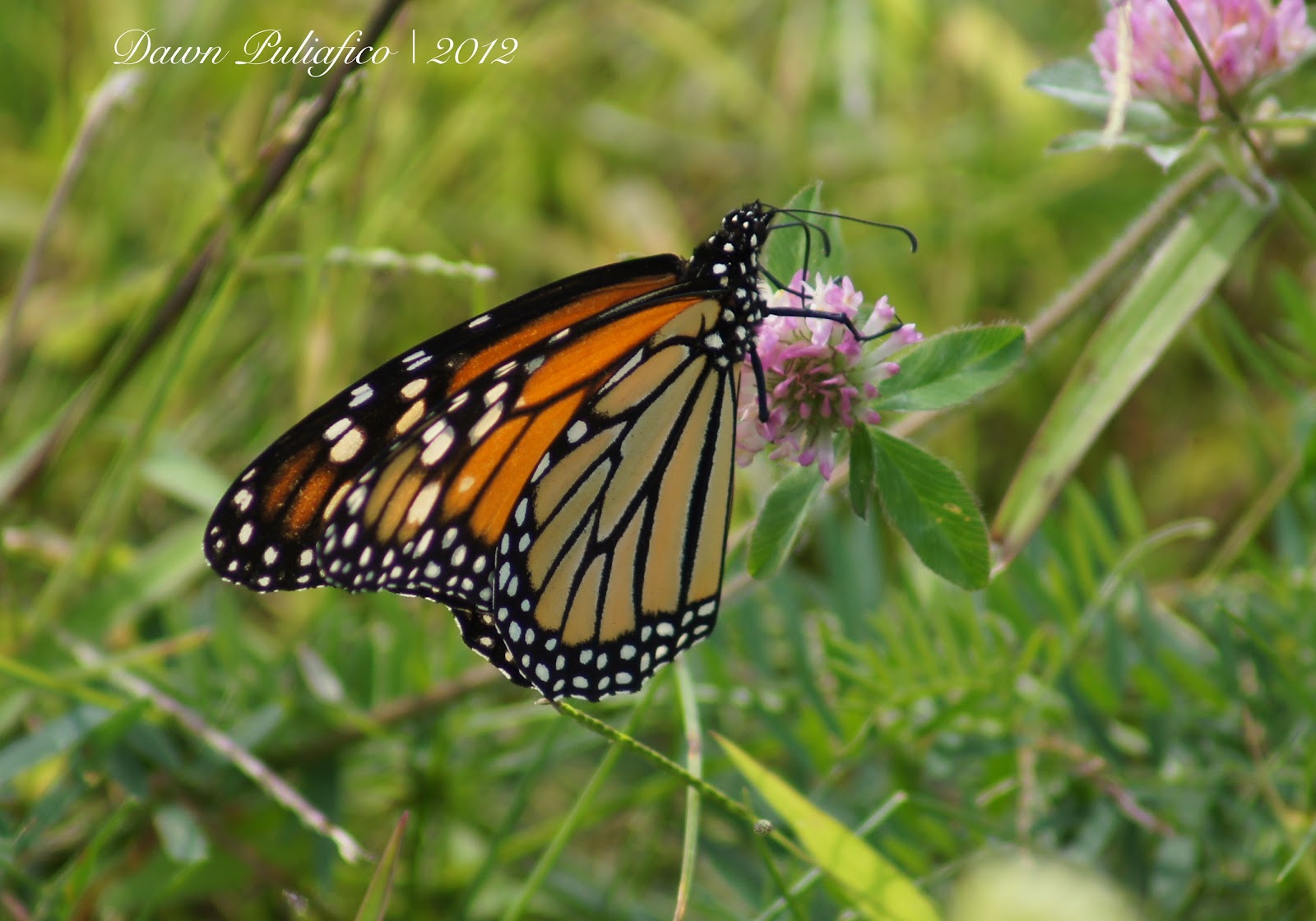Things with Wings Massachusetts butterflies