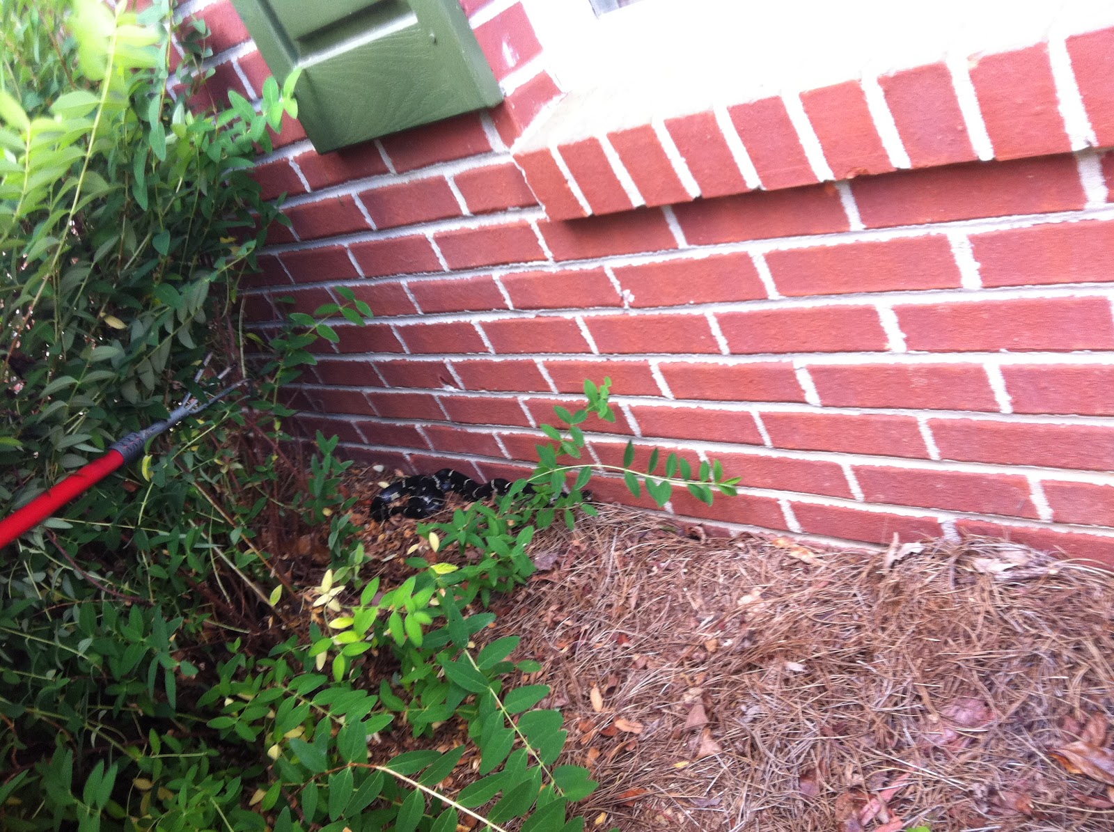 Bella Before and After How to catch a snake in your garden.