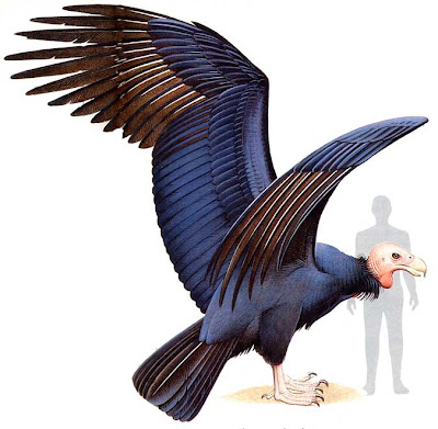 ave gigante de la patagonia Argentavis