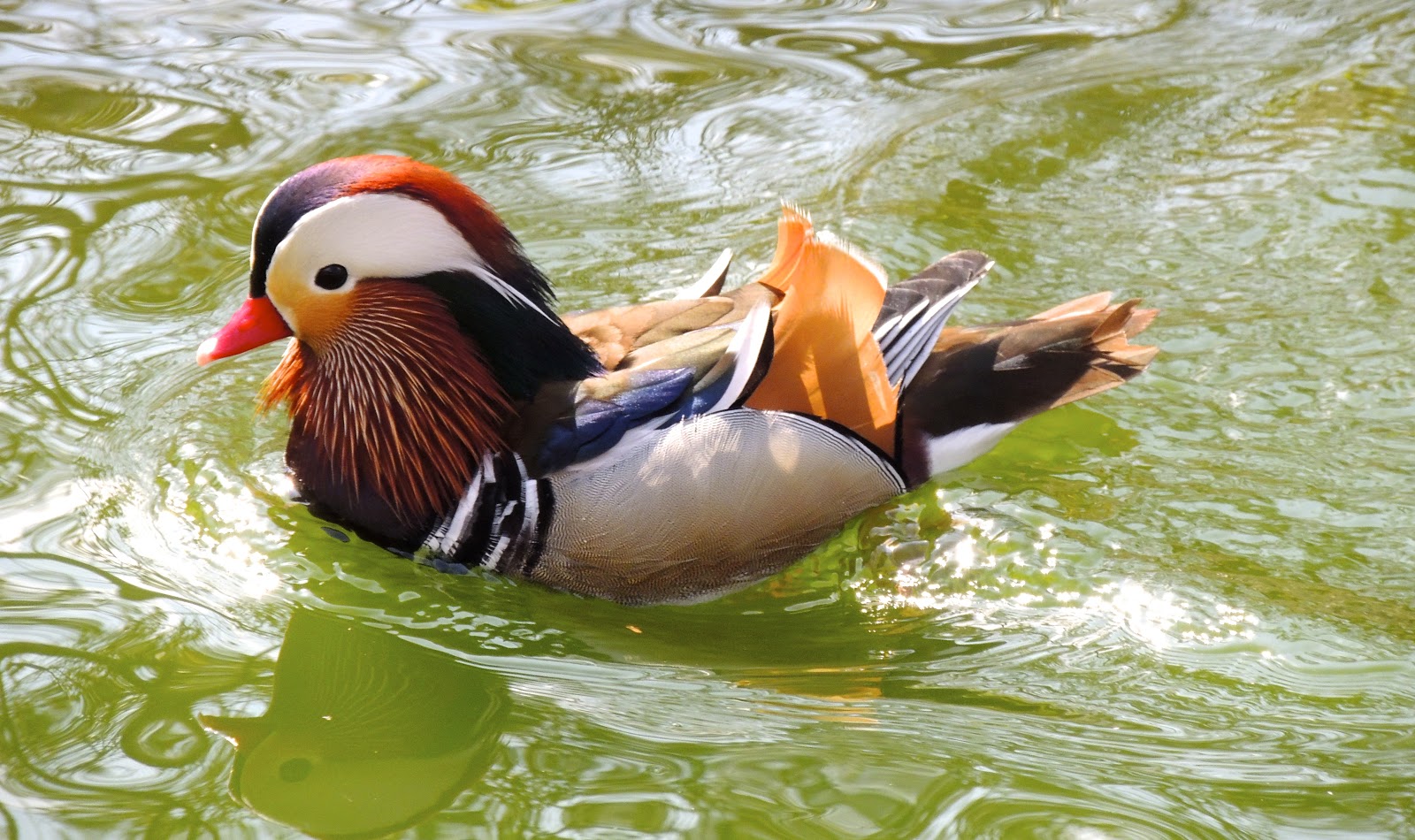 Sylvan Heights Bird Park in Scotland Neck North Carolina