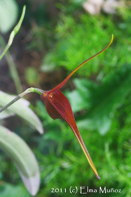 Orquideas del Peru : Masdevallia ayabacana