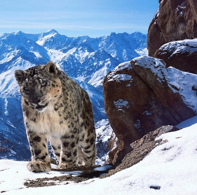 TV with Thinus: BBC admits its Planet Earth 2 documentary coming to BBC