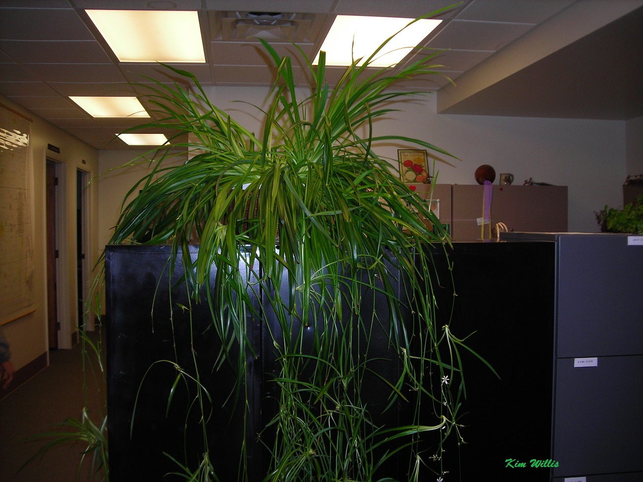 Spider Plant Live Plants in Bearded Dragon Tank