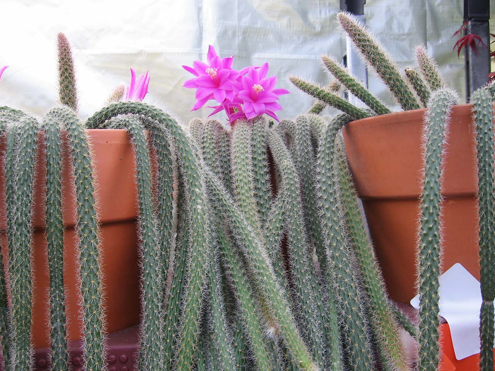 опунция ампельная. кактус апорокактус плетевидный. кактус апорокактус плетевидный. апорокактус ампельный. кактус ампельный апорокактус.