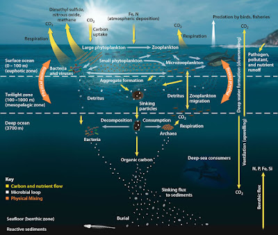 Prima mappa alimenti profondità oceani