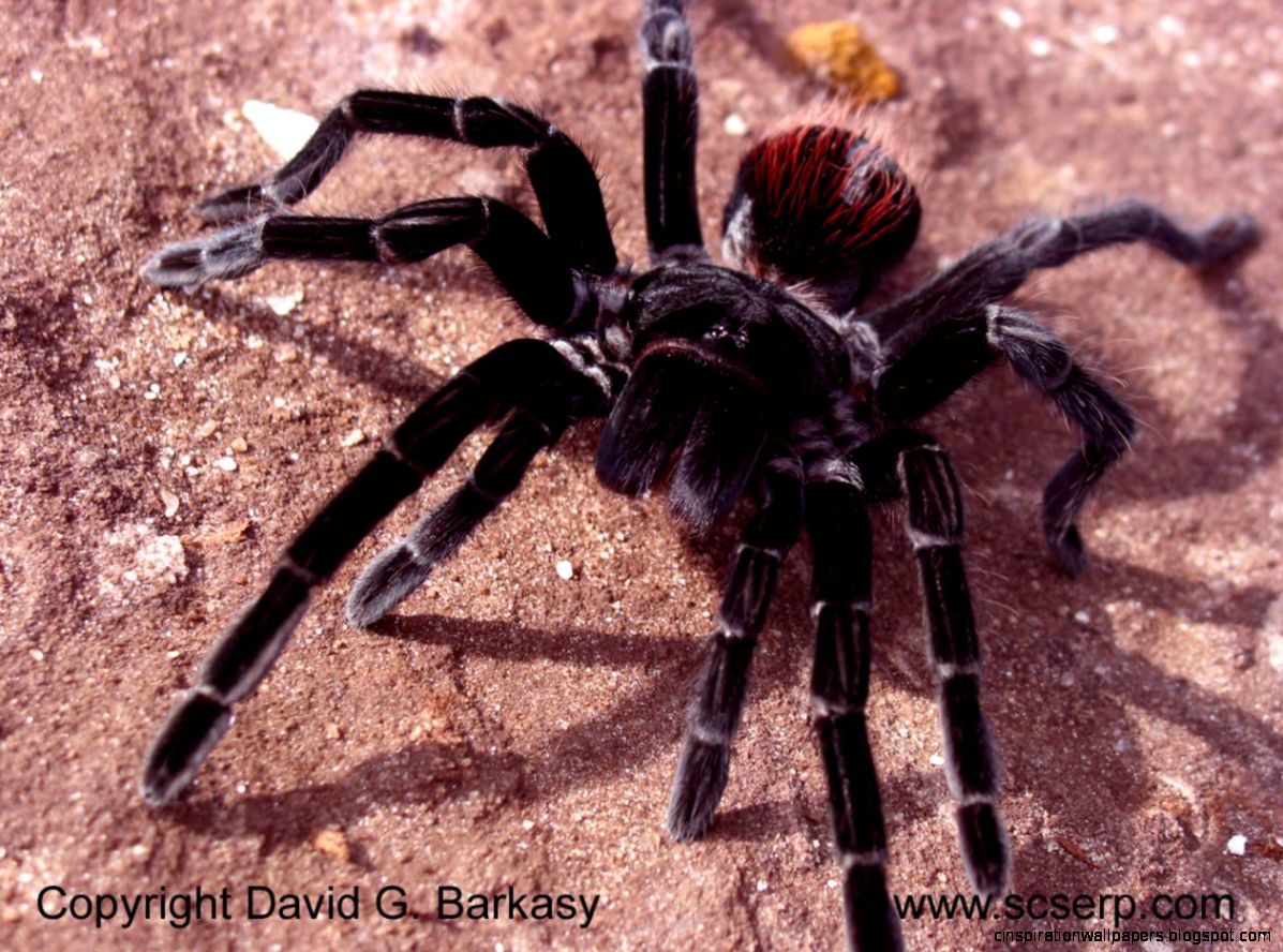 Bird Eating Tarantula
