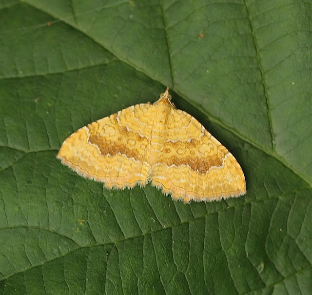 Ockergelber Blattspanner