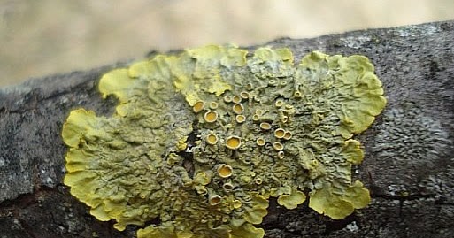 Pengertian, Ciri-Ciri, dan Cara Hidup Jamur (Fungi)