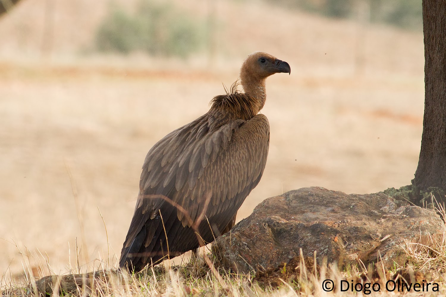 Galeria do Grifo no Flickr