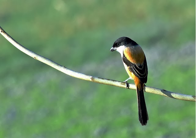 Cendet Birds Birds Chirping Birds Tunable Sound Variations Many