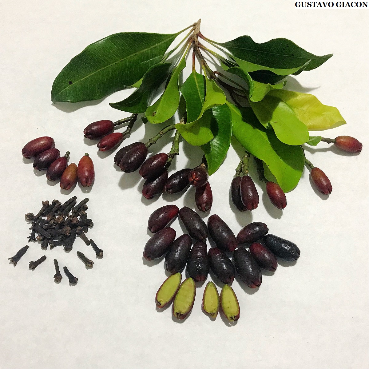 Viveiro Ciprest - Plantas Nativas e Exóticas: Cravo da Índia ( Syzygium  aromaticum )