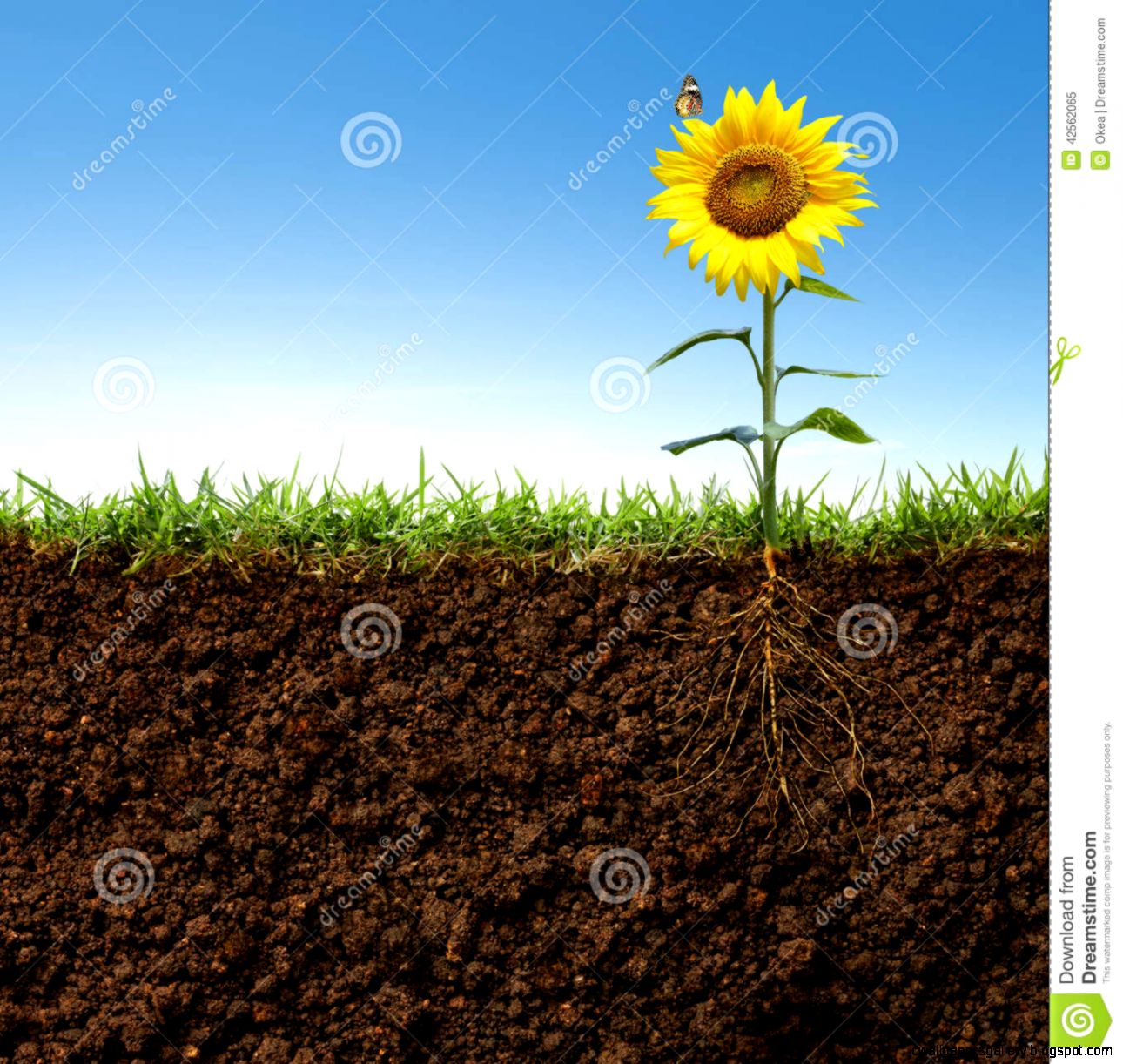 Flower Plant With Roots Wallpapers Gallery