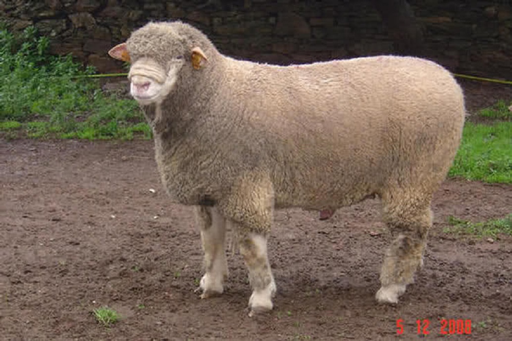 İLE DE FRANCE DAMIZLIK KOYUN ÇİFTLİĞİBAŞKENT KOYUNCULUK ile de france