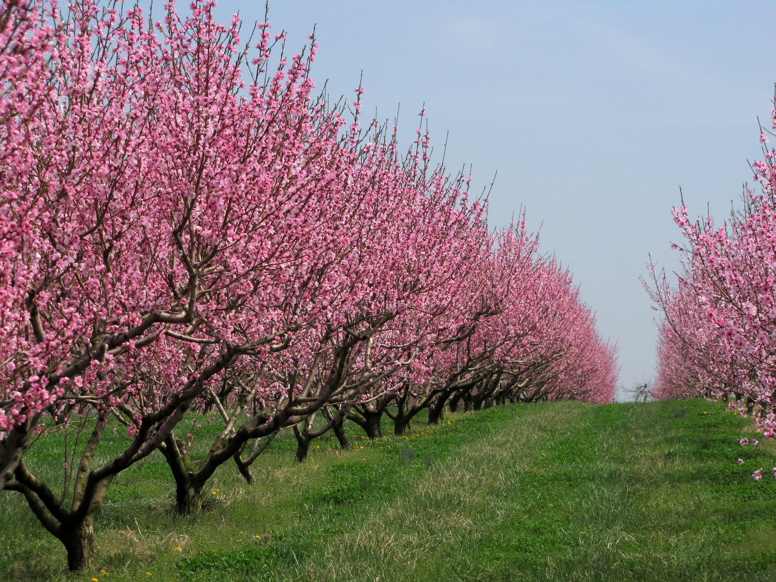 http://3.bp.blogspot.com/-MOXHDf5FaO8/UX2NH3-MQCI/AAAAAAAACLM/iax494T4XuY/s1600/Peach+orchard+blossoms+3.23.12+(3).JPG
