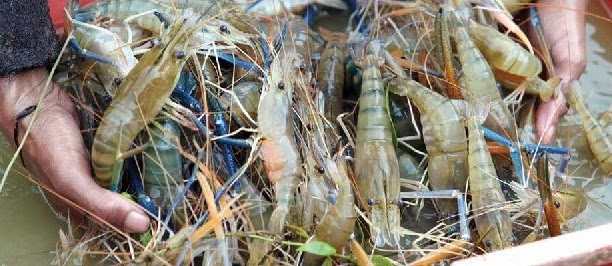 Tips Budidaya Udang Galah dengan Pakan Alami Cepat Besar
