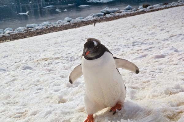 Instead? They came in closer for a little visit. - He Was Taking Photos Of A Glacier In Antarctica When Suddenly, Out Of Nowhere… WHOA! Instead? They came in closer for a little visit. - He Was Taking Photos Of A Glacier In Antarctica When Suddenly, Out Of Nowhere… WHOA!