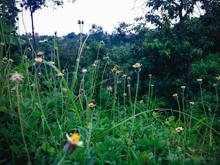 Wild Grass Flowers Flourish In The Field At Banjar Kuwum, Ringdikit Village, North Bali, Indonesia