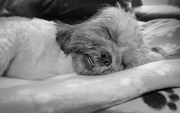 Psicóloga afirma que os shih tzu sonham com seus Donos